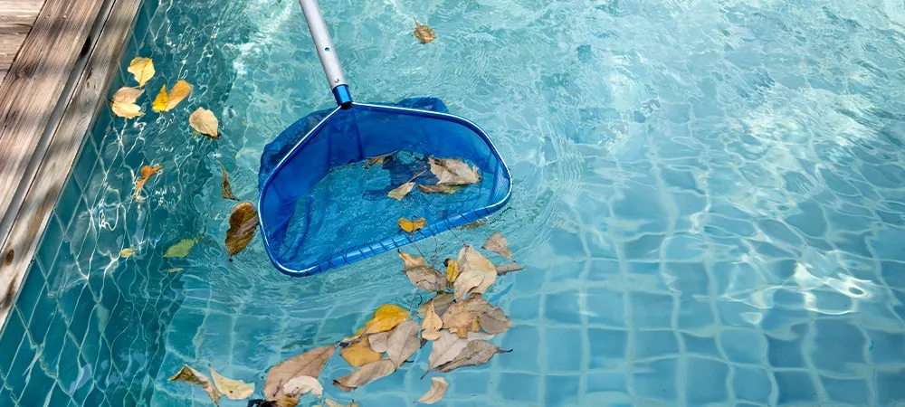 Cleaning swimming pool of fallen leaves with blue skimmer in summer time