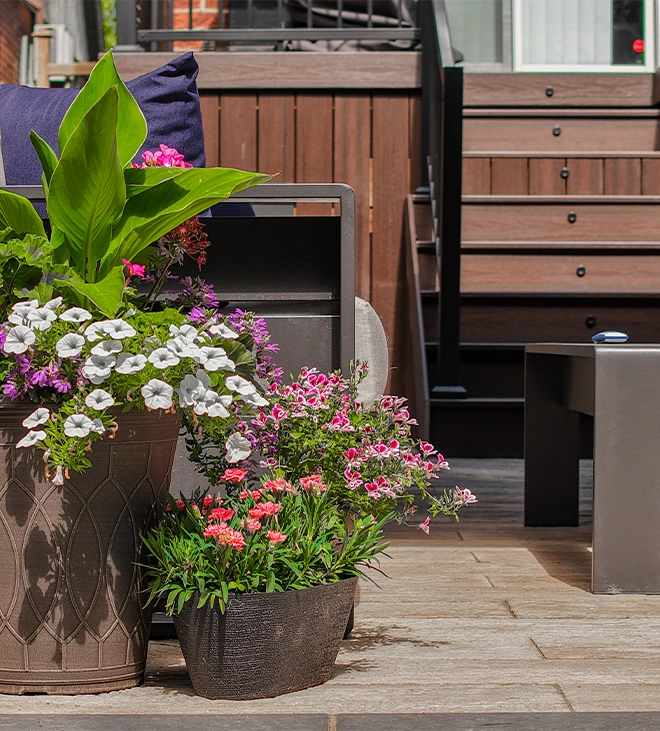 plants in pots for decor plants in pots for decor