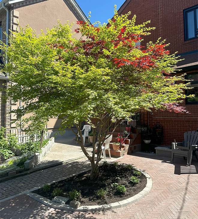 tree in yard tree in yard