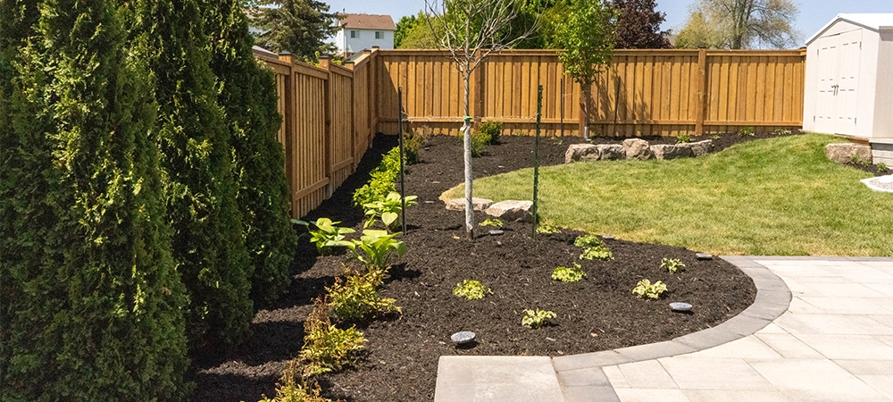 landscaping and trees planting in home back lawn