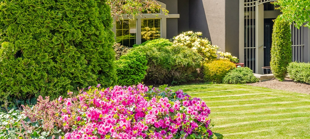 Houses in suburb with Spring Blossom. Luxury houses with nice white and pink coloured landscape.